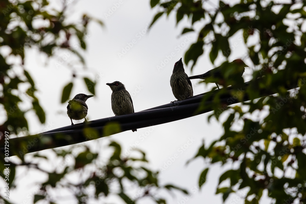 Fototapeta premium beautiful bird in nature