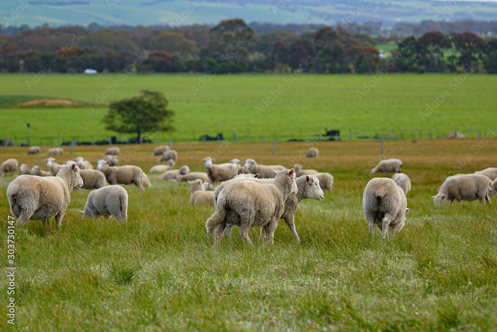 Herd of sheep grazing on green meadow