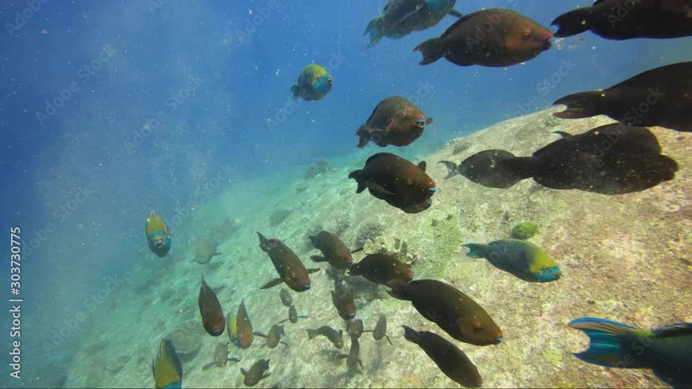 colourful parrot fish swim passed camera in line colourful parrot fish swim passed camera in line