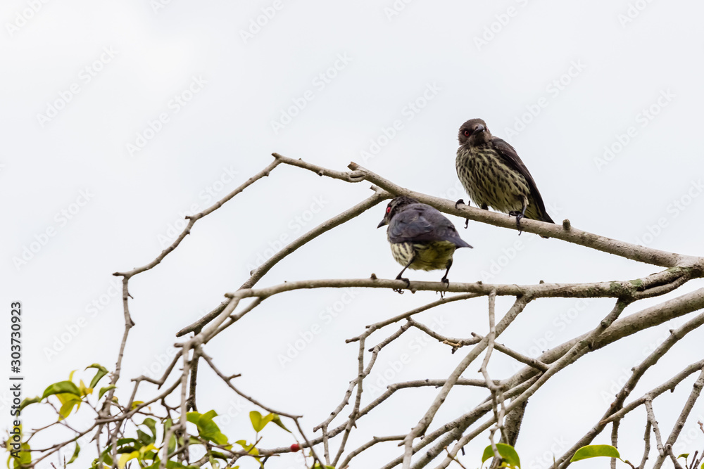 beautiful bird in nature beautiful bird in nature