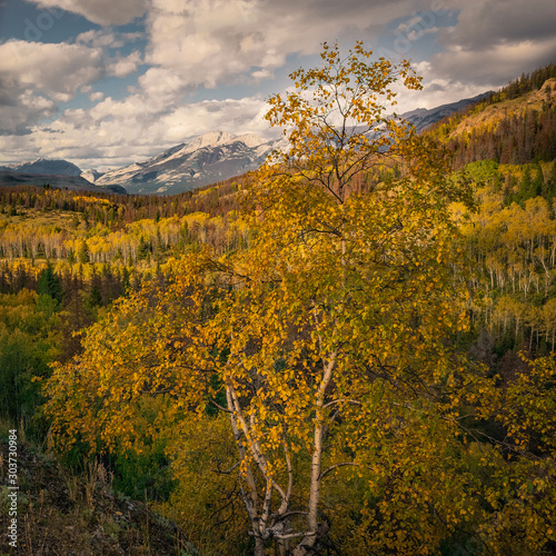 Jasper national park  Canada  autumn motive  colourful tree