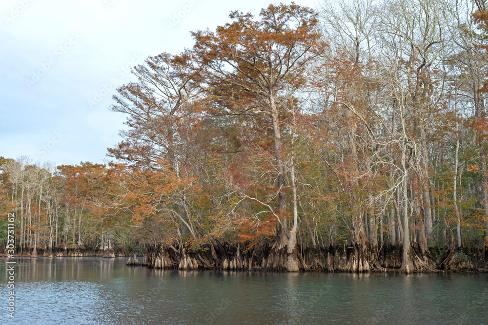 Cypress Fall Cypress Fall