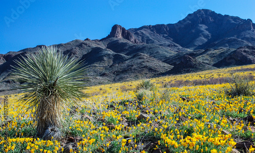 Wild Flowers in the Florida Mountains