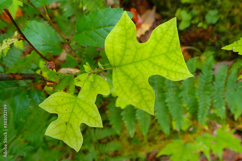 Young Tulip Poplar leaves among fern leaves, close-up Young Tulip Poplar leaves among fern leaves, close-up