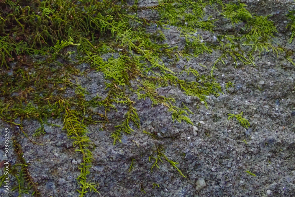 Moss growing on rock, close-up Moss growing on rock, close-up