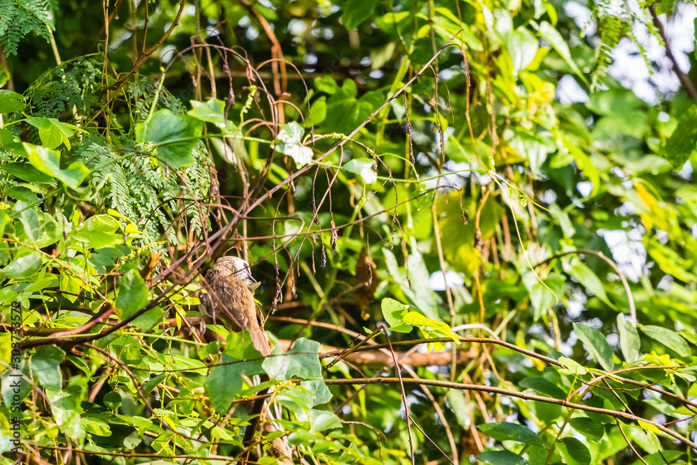 beautiful bird in nature beautiful bird in nature
