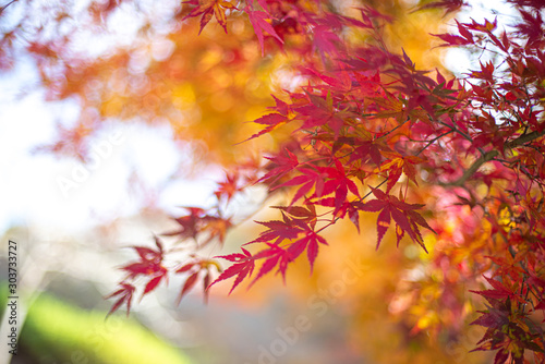 紅葉の饗宴