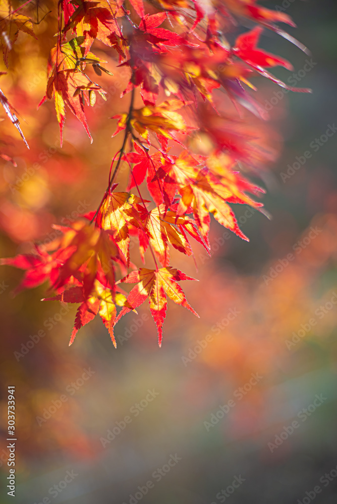 紅葉の饗宴 紅葉の饗宴