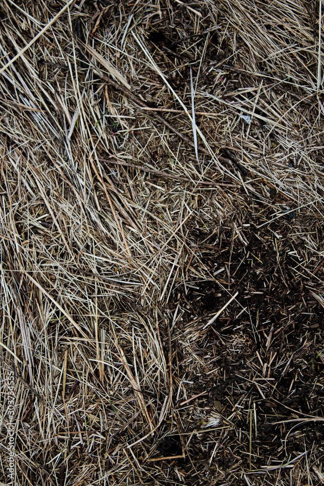 Abstract grass background. Grass pattern. Grunge grass background. Abstract grass background. Grass pattern. Grunge grass background.