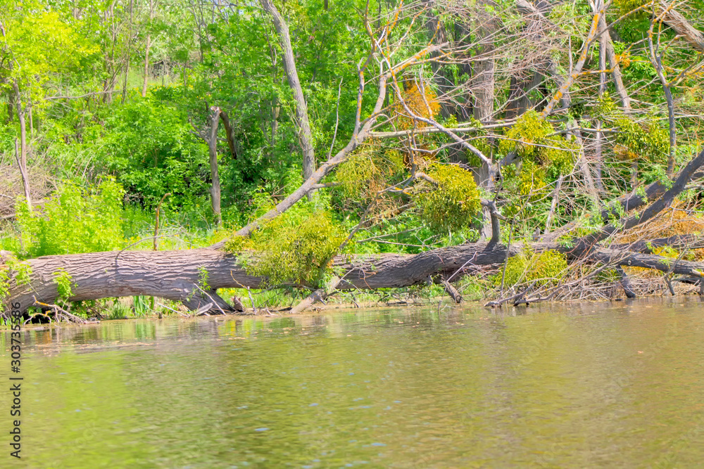 Trees near the river. Trees near the river.