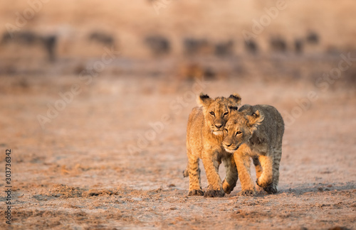 Bild auf Leinwand Lion Cubs