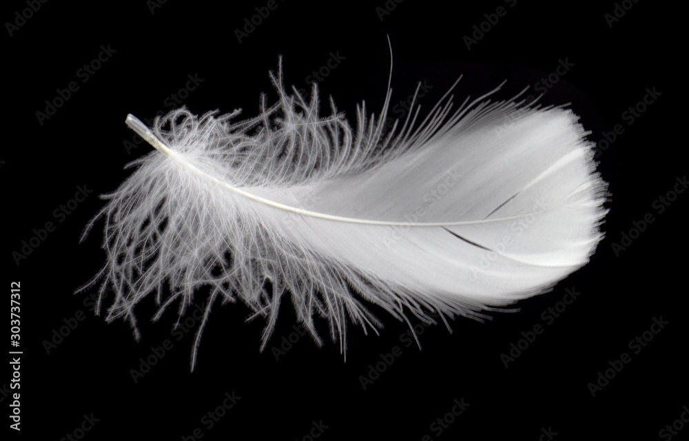 Single white feather isolated on black background