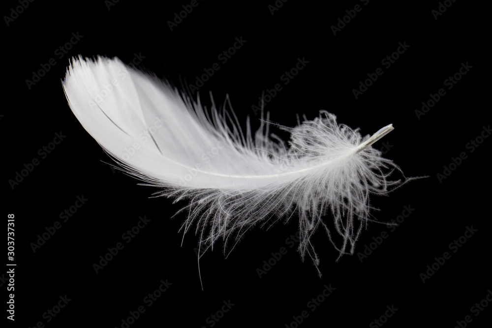 Soft single white feather isolated on black background