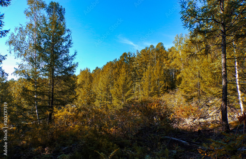 Autumn forest in the taiga, coniferous forest in autumn. Beautiful autumn landscape. Forest from the top of the mountain. Indian summer.