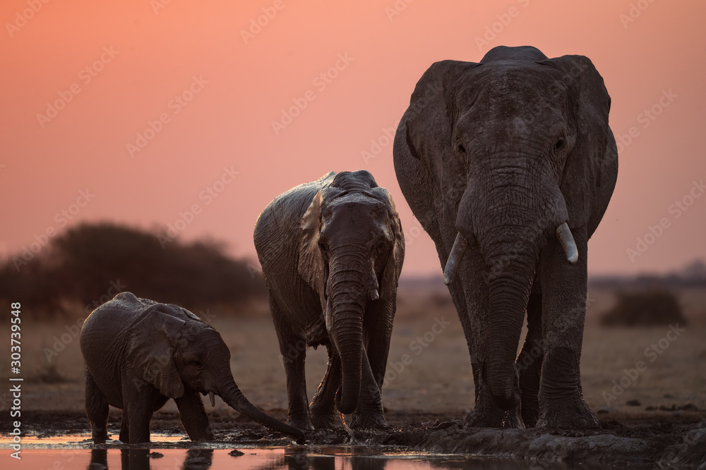 Obraz premium Three elephants Drinking