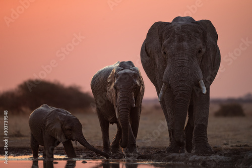 Three elephants Drinking