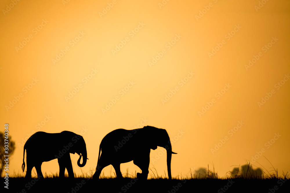 elephants at sunset