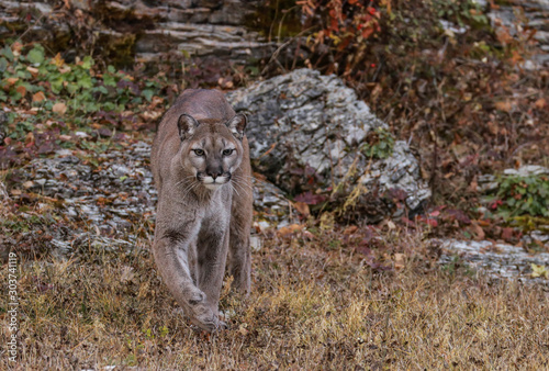 Bilde på lerret MOUNTAIN LION IN MONTANA