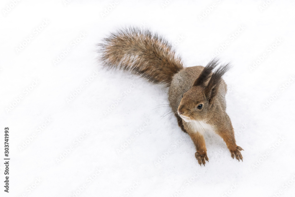 fluffy squirrel searching for food in winter park with white snow fluffy squirrel searching for food in winter park with white snow