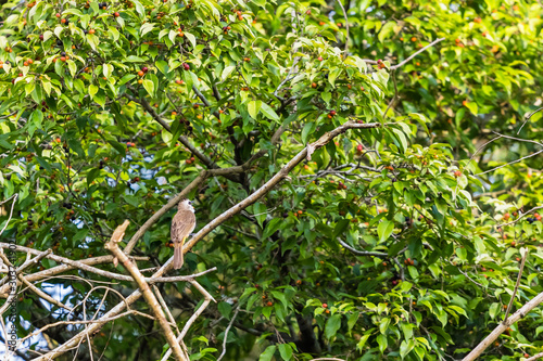 beautiful bird in nature