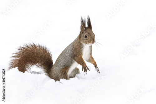 funny red squirrel sitting on white snow in park and looking to the right © Mr Twister
