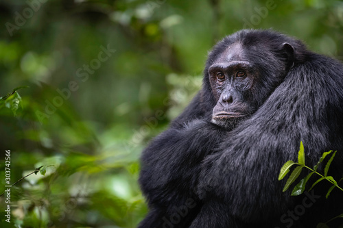 sulking Chimp © Keith