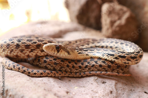 Gophersnake, San Diego Subspecies (Pituophis catenifer annectens)