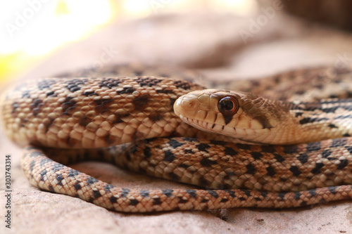 Gophersnake, San Diego Subspecies (Pituophis catenifer annectens)