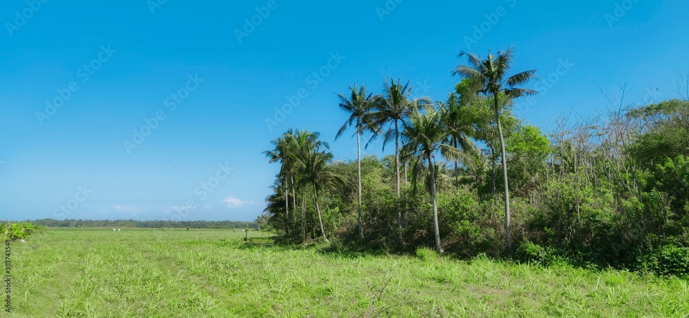 coconut trees on the edge of rice fields