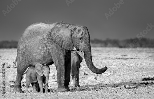 Elephants in Etosha