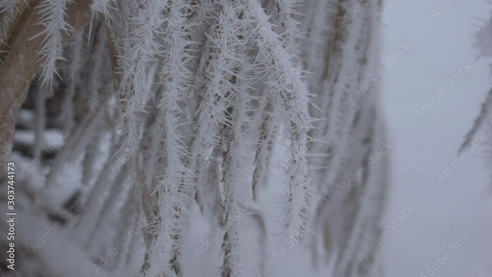 Everything is covered with white whining. Winter time of year. Everything is covered with white whining. Winter time of year.