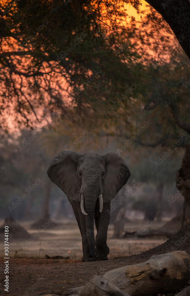 Foto elephant at sunset