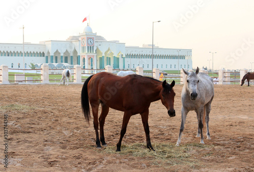 カタール スーク・ワキーフの馬