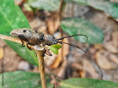 Long horn beetle (Cerambycidae)