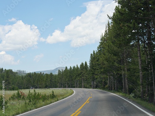 Winding paved road bordered by tall green pine trees at the Yellowstone National Park in Wyoming.