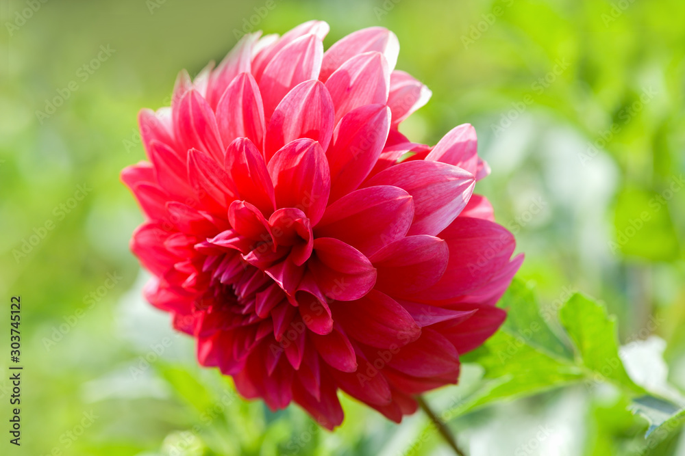 Dahlia.  One large red Dahlia on a green background in the garden. Horizontal photography