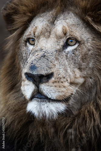 portrait of a lion