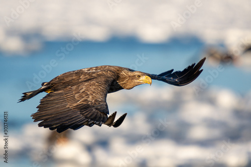 Sea Eagles in Rausu Hokkaido Japan