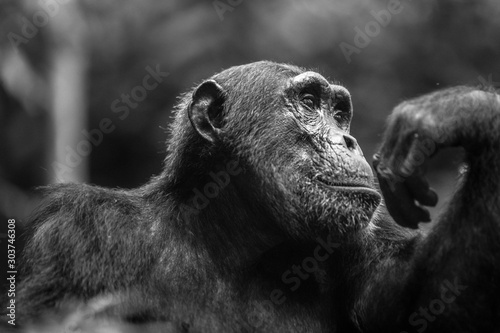 Thoughtful Chimp