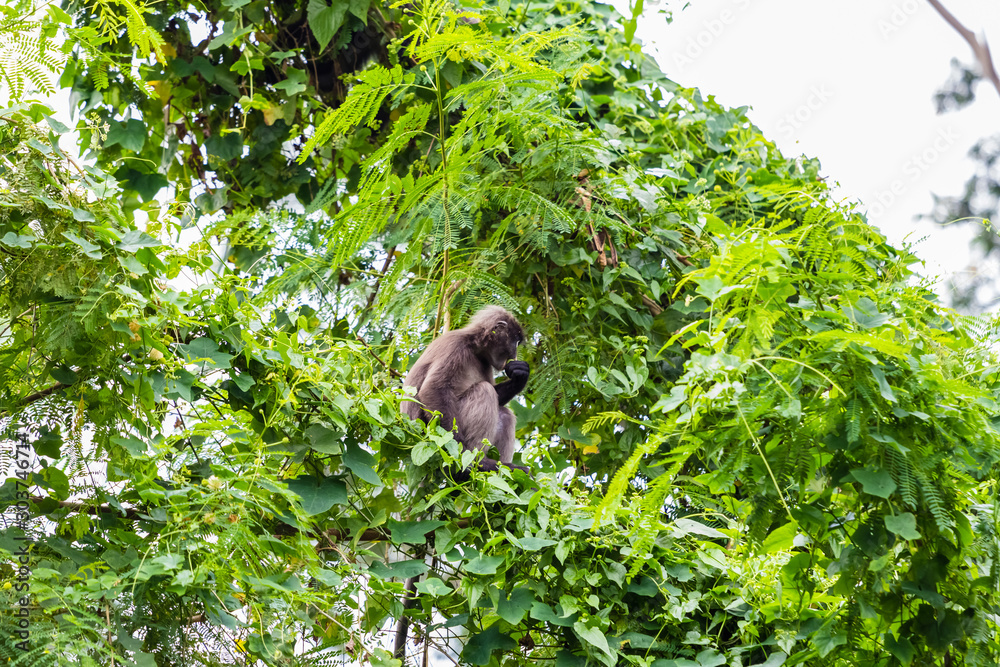 Obraz premium beautiful monkey in nature