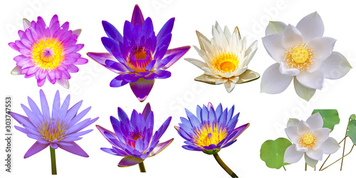 set of lotus flowers