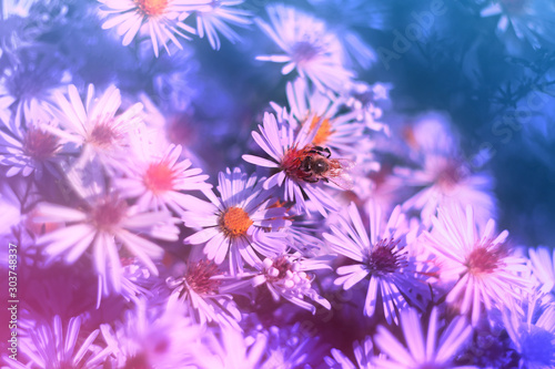 flowers on a colored tinted background.