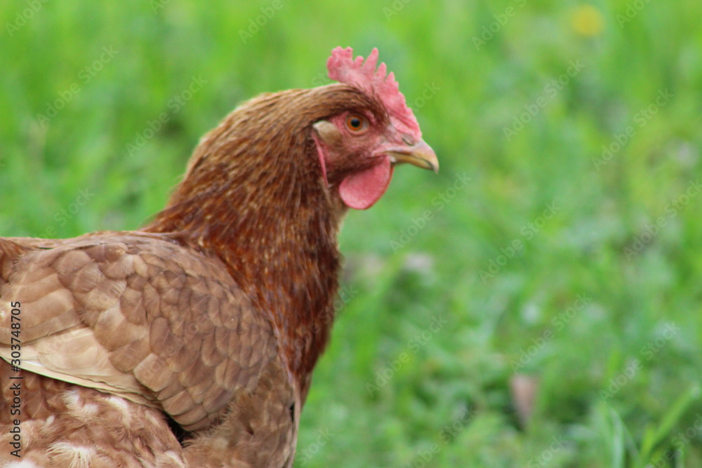 hen on grass hen on grass