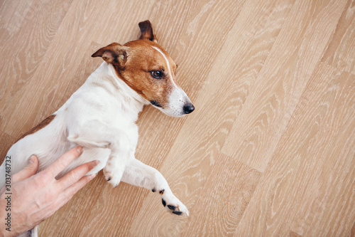Foto the concept of animal care - a man stroking the dog
