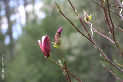 blooming 
