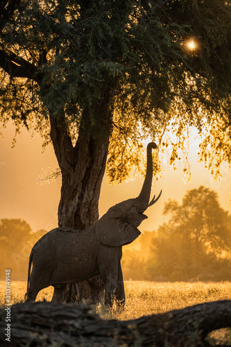 Photography Elephant at Sunset