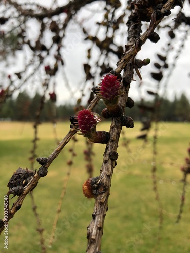Small budding pinecones 