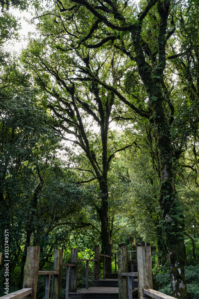 Green Forest in Northern Thailand