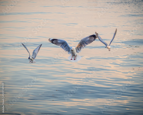 3 seagulls photo