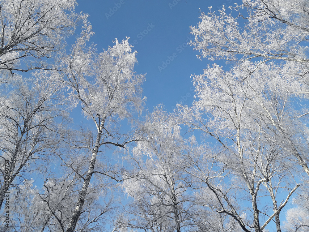 Snow covered tree branches against the blue sky. Birch forest in the winter. Frost in a birch grove. Trees in winter landscape. Christmas forest scene.